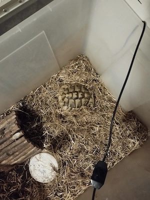 Griechische Landschildkröte 