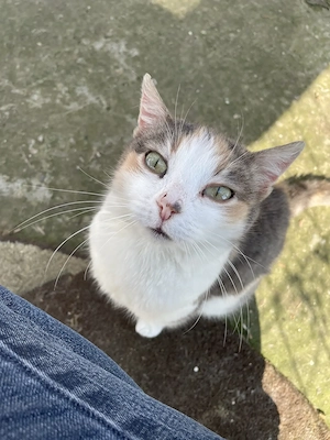 Brigitte - eine zarte Katzenseele benötigt dringend ein liebevolles Zuhause mit Freigang