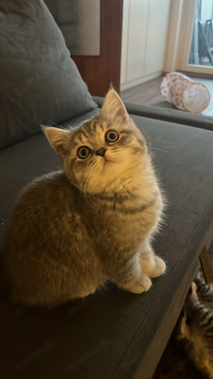 BKH Kitten - 1 zauberhaftes kleines Schmusebündel sucht ihr für-immer-Zuhause 