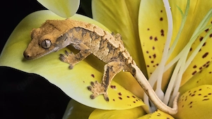 Kronengecko poss. Männchen