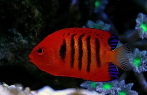 Meerwasser Flammenkaiser fisch abzugeben