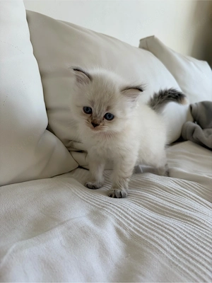 Süsse Neva Masquerade babys zur abgabe 