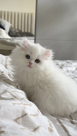 Liebevolles Zuhause für ein süßes Kätzchen gesucht