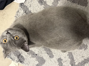 BKH Sucht neues Zuhause 