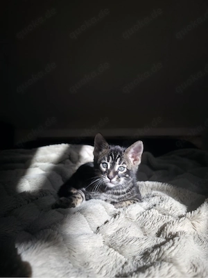 Bengal Kitten suchen ein Zuhause