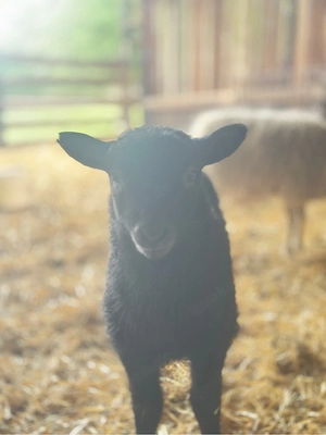 Gotländisches Pelzschaf Reinrassig 