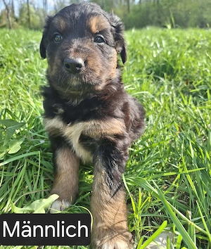 Border - Harzer Fuchs - Mix  (Welpen)