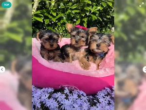 4 Yorkshire Terrier Welpen suchen ein neues Zuhause 