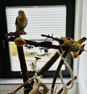 Rostkappenpapageien   Bruderpaar- Naturbrut - Notverkauf aus gesundheitlichen Gründen