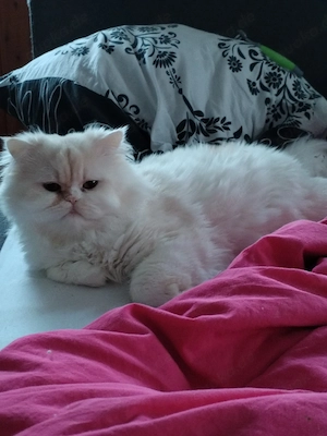 Perser Kater Lilac Creme Weiss 1 jahr