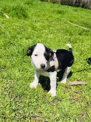 Sparky sucht ein Zuhause 