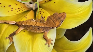 Tangerine Kronengecko 0.0.1 Poss. Weibchen