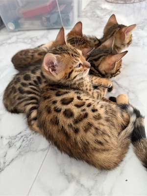 Exklusive Bengal Kitten aus Champion-Linien   ab Mitte Mai abgabebereit   