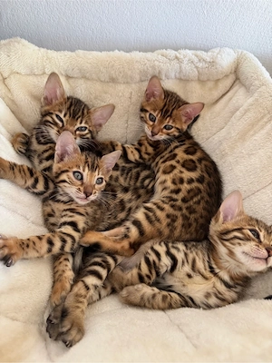 Exklusive Bengal Kitten aus Champion-Linien   ab Mitte Mai abgabebereit   