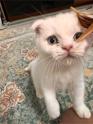 Baby katzen Perschian 