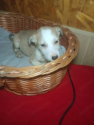 Chicollo 6 monate in Rumänien 