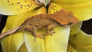 Kronengecko Tangerine 0.0.1 poss. Männchen