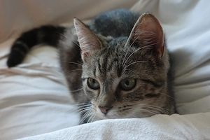 Sehr verschmuste Kitten , junge Kätzchen , Kater 