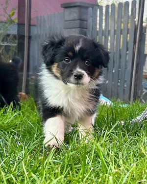 Mini American Shepherd Welpe
