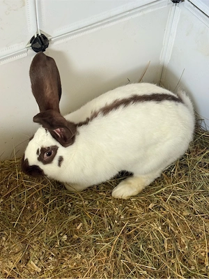 Rheinische Schecke Stallhasen Mix Häsin sucht neues zu Hause