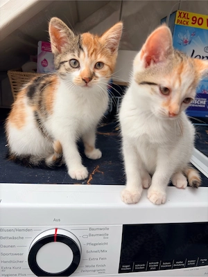 2 süse kitten abzugeben 