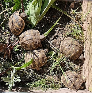 Griechische Landschildkröten Nachzuchten Bild 2