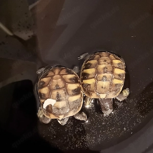 Griechische Landschildkröten Nachzuchten Bild 5