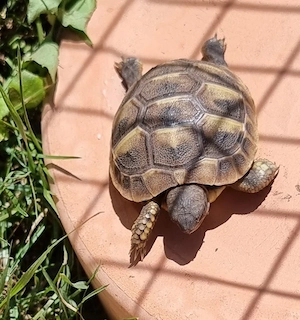 Griechische Landschildkröten Nachzuchten Bild 4
