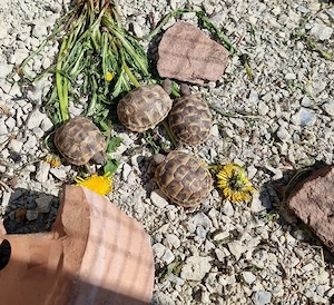 Griechische Landschildkröten Nachzuchten