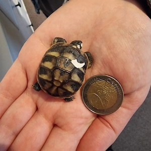 Griechische Landschildkröten Nachzuchten Bild 6