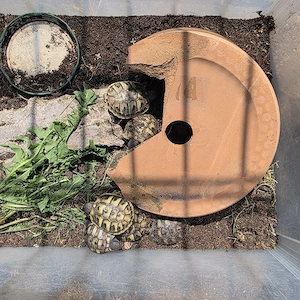 Griechische Landschildkröten Nachzuchten Bild 3