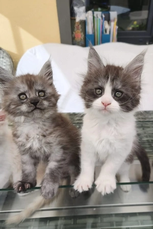 Kitten Mainecoon Reinrassige mit Stammbaum 