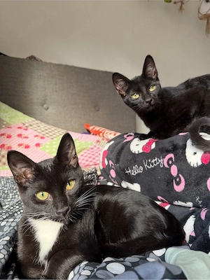 Zwei Russisch Blau Mixe für Allergiker abzugeben