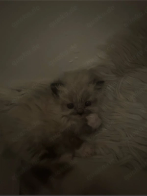 baby katzen 