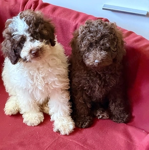 Tolle Toy Zwerg Pudel Welpen 