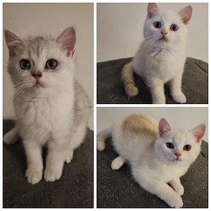 Katzenbabys abgabebereit alle geimpft bkh-burmilla