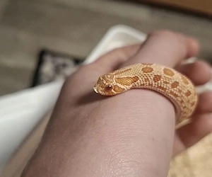 Albino Hognose "Hermine" Hakennase
