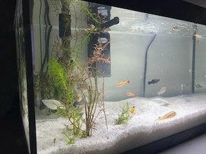 aquarium 60 liter mit filter heizstab deckel