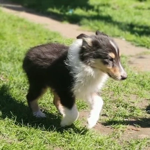 Bildschöne colliewelpen aus hobbyzucht
