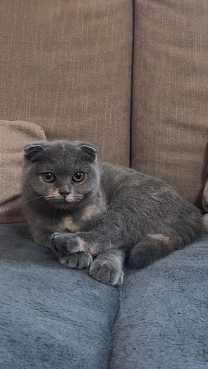 Zwei weibliche Kitten (Ragdoll   Britisch Kurzhaar)   abgabebereit