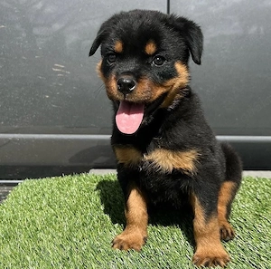 Rottweiler Welpen zu verkaufen. Kontakt über WhatsApp: 1633494351