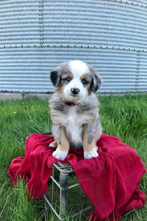 Australische Schäferhunde abzugeben