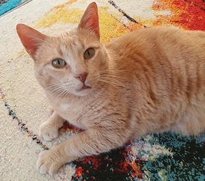 Kuschelbrummer sucht Sofaplatz