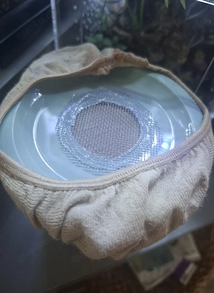 drosophila melanogaster