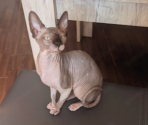 Sphynx Mädchen
