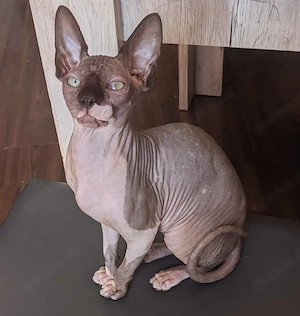 Sphynx Mädchen 