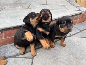 Rottweiler Welpen zu verkaufen. Kontakt über WhatsApp: 1633494351