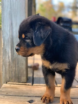 Rottweiler Welpen zu verkaufen. Kontakt über WhatsApp: 1633494351