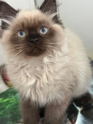 Wunderschöne Britisch Langhaar Kitten abzugeben - Abholung