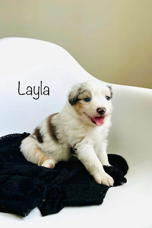 Australische Schäferhundwelpen